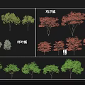 Different Arbor Varieties With Jizhua Maple Coniferous Maple Various Sizes Green Red Leaves