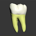Dental Medical Device Anatomical Model With White Crown And Yellow Root Structure
