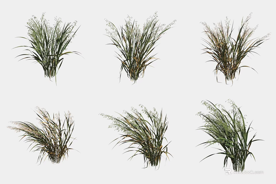 Green Crop Plants With Long Leaves And Spikelets Isolated On White Background 3d model 