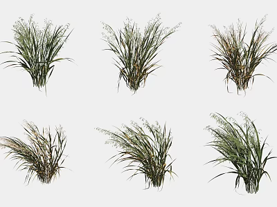 Green Crop Plants With Long Leaves And Spikelets Isolated On White Background 3d model