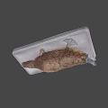 Game Movie Character With Fried Fish Like Look And Brown Crispy Surface On White Tray