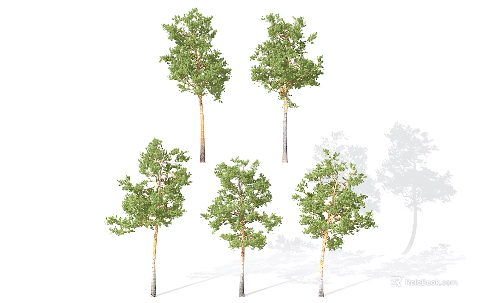 Multiple Green Arbor Trees With Lush Foliage And Straight Trunks In White Background 3d model