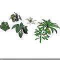 Various Indoor Plants With Different Green Leafy Species For Home Decoration