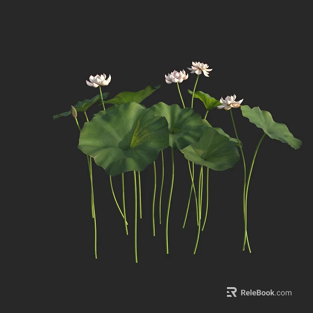 Aquatic Plants Featuring Blooming White Lotus Flowers Large Green Leaves And Upright Stems 3d model 