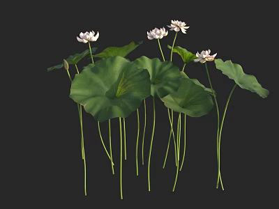Aquatic Plants Featuring Blooming White Lotus Flowers Large Green Leaves And Upright Stems 3d model