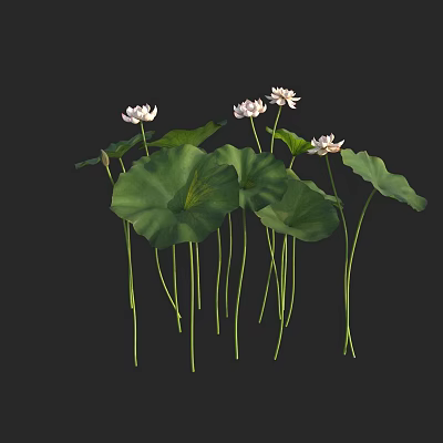 modern lotus bowl lotus inacia water lily lotus aquatic plant 3d model