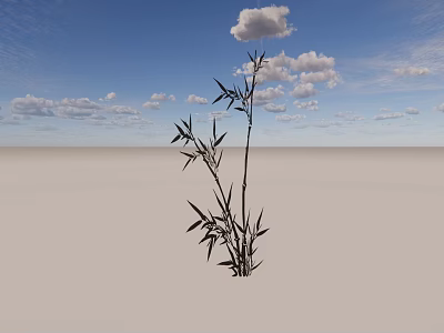 Single Bamboo Plant Growing On Open Ground Under Blue Sky With White Clouds 3d model