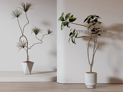 Modern Bonsai Potted Plants With Different Leaf Types In White Pots For Indoor Decoration 3d model
