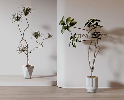 Modern Bonsai Potted Plants With Different Leaf Types In White Pots For Indoor Decoration 3d model