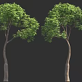 Two Leafy Trees With Lush Green Foliage And Slender Brown Trunks
