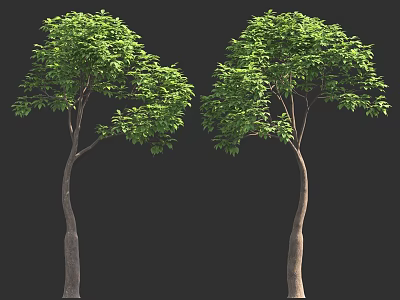 Two Leafy Trees With Lush Green Foliage And Slender Brown Trunks 3d model