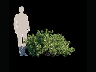 Lush Green Bush Standing Beside White Human Silhouette on Black Background 3d model