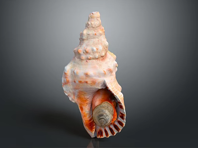 Orange White Spiral Conch Shell with Bumpy Texture Striped Interior Isolated on Dark Background 3d model