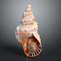 Orange White Spiral Conch Shell with Bumpy Texture Striped Interior Isolated on Dark Background 3d model