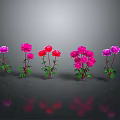 Vibrant Flowering Plants With Pink Red Blooms Green Leaves Stems And Reflections On Dark Background