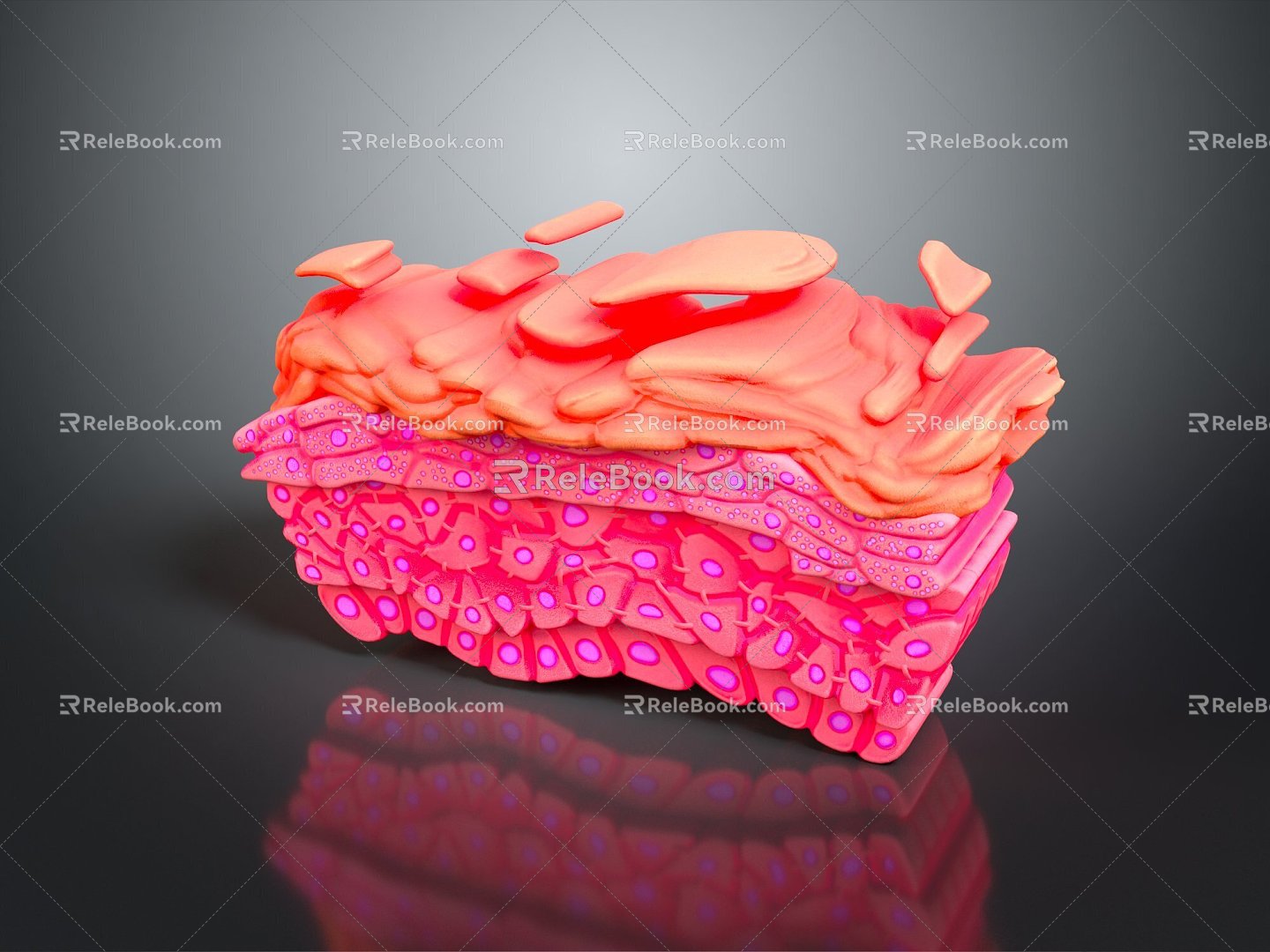 Modern skin structure Epidermal cross section Human skin Skin tissue 3d model