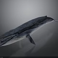 Blue Whale 3D Model With Spotted Blue Skin And Open Mouth On Gray Background