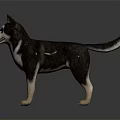 Husky Dog With Black Gray And White Fur Standing On Dark Background Showing Reflection
