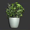 Indoor Green Plants in Colorful Pots for Home Decor and Fresh Atmosphere