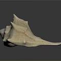 Conch Shell Marine Animal With Spiral Shape Spiked Edges Cream Orange Color Shiny Surface