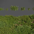 Lush Green Grass And Herb Plants With Various Sizes In Natural Dense Vegetation Growth