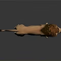 Realistic Lion With Brown Mane Standing On Dark Reflective Surface
