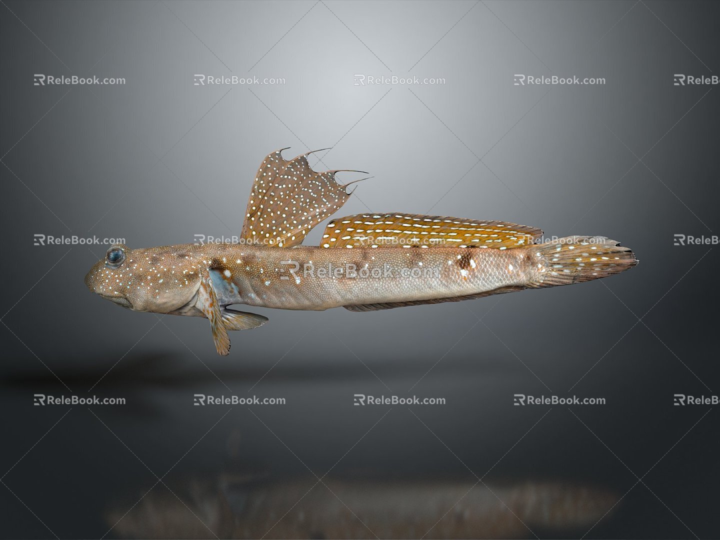 Fish Freshwater Fish Sea Fish Animal Game Animal Cartoon Animal Realistic Animal 3d model