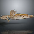 Fish Freshwater Fish Sea Fish Animal Game Animal Cartoon Animal Realistic Animal 3d model