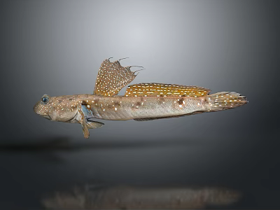 Mudskipper Aquatic Animal With Spotted Body Brownish Color And Unique Fins 3d model