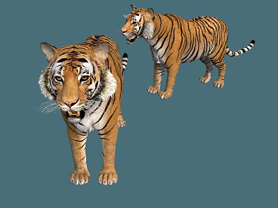 Two Realistic Tigers Standing On Blue Background With Detailed Fur And Stripes 3d model