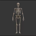 Skeleton Limbs Structure Front And Back View With Arms Legs Hands Feet 3d model