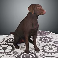 Brown Dog Sitting Calmly On A White Mat With Gear Patterns 3d model