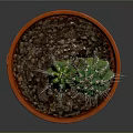 Potted Green Columnar Cactus with Spines in Orange Terracotta Pot on Dark Background