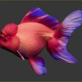 Vibrant Goldfish With Red Pink Body Purple Fins And Bulbous Head On Dark Background