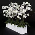 Bonsai Potted Plant with White Orchids Green Leaves in White Rectangular Pot on Black Background