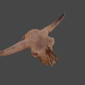 Detailed Bovine Skull With Natural Bone Texture And Horns Close Up View