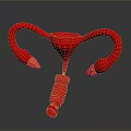Red Uterus Anatomical Model with Fallopian Tubes and Ovaries for Medical Education