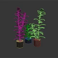 Green Potted Plants With Different Heights On Gray Background And Colored Pots