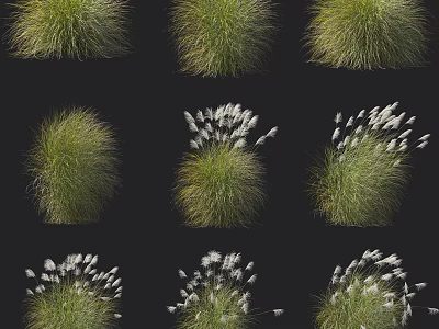 Collection of Various Green Shrubs With White Feathery Blooms on Black Background 3d model