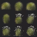 Collection of Various Green Shrubs With White Feathery Blooms on Black Background