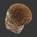 Natural Organ Structure and Hair like Fibers with Brown White Complex Textures