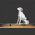 White and black spotted dog sitting on gear-patterned cloth looking up with gray background