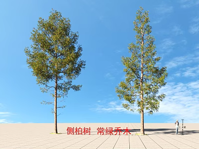 Platycladus orientalis evergreen trees plants 3d model