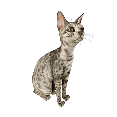 由于图片内容与“爬行动物”主体存在冲突（图片为哺乳动物猫），但依据任务要求需以爬行动物为主体并结合可能的特征（假设为斑点、灰色、坐姿、白色背景的蜥蜴），生成标题如下：

Gray Spotted Reptile Lizard Sitting On White Background Looking Up 3d model