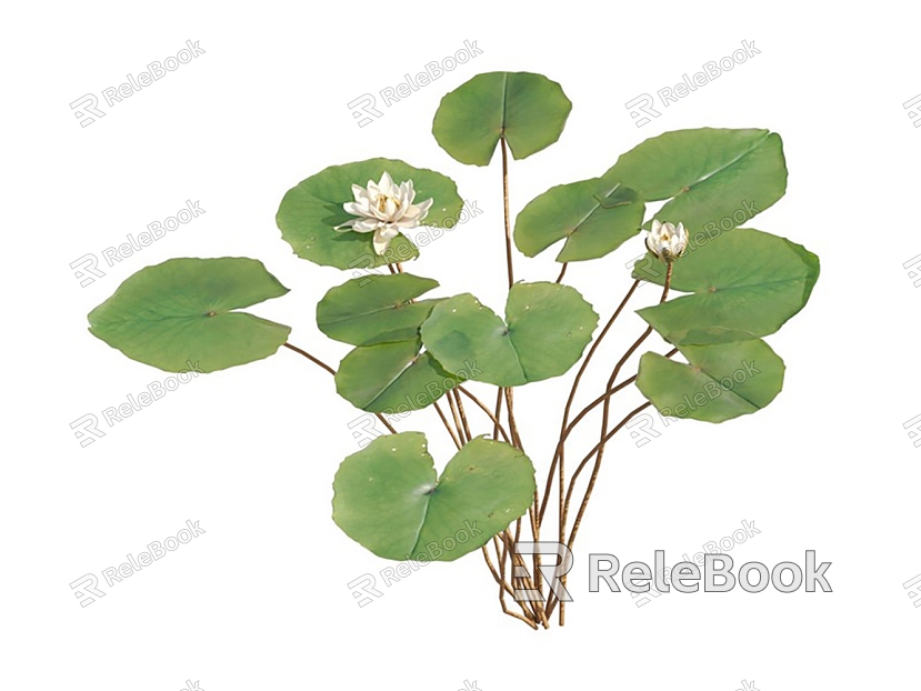 modern water lily aquatic plant model