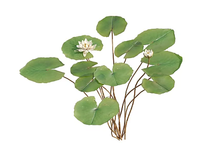 Vibrant Aquatic Plants With Multiple Green Lily Pads And White Flowers On Long Stems 3d model