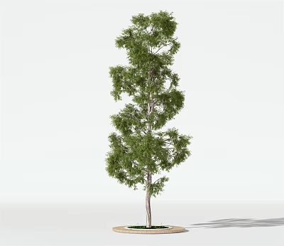 Elegant Spiral Arbor With Green Foliage And Upright Trunk In Pot 3d model