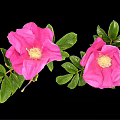 Pink Flowering Plant With Green Leaves Blooming Flowers And Small Buds