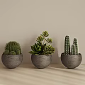 Three Potted Cacti And Succulents In Gray Pots On Table With Light Wall And Sunlight