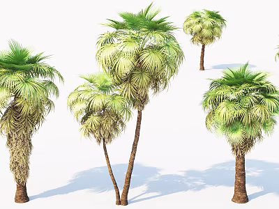 Lush Palm Trees With Green Fronds And Various Trunks In 3D Rendering 3d model
